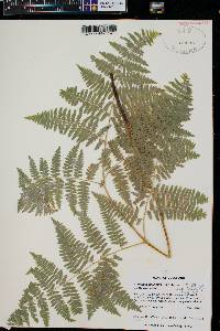 Pteridium aquilinum var. pubescens image