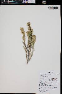 Ericameria parryi image