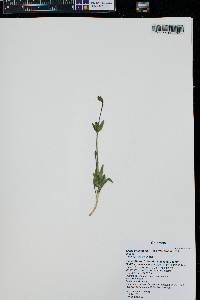 Silene drummondii image