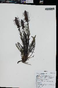 Pedicularis groenlandica image