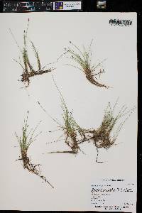 Eleocharis parishii image