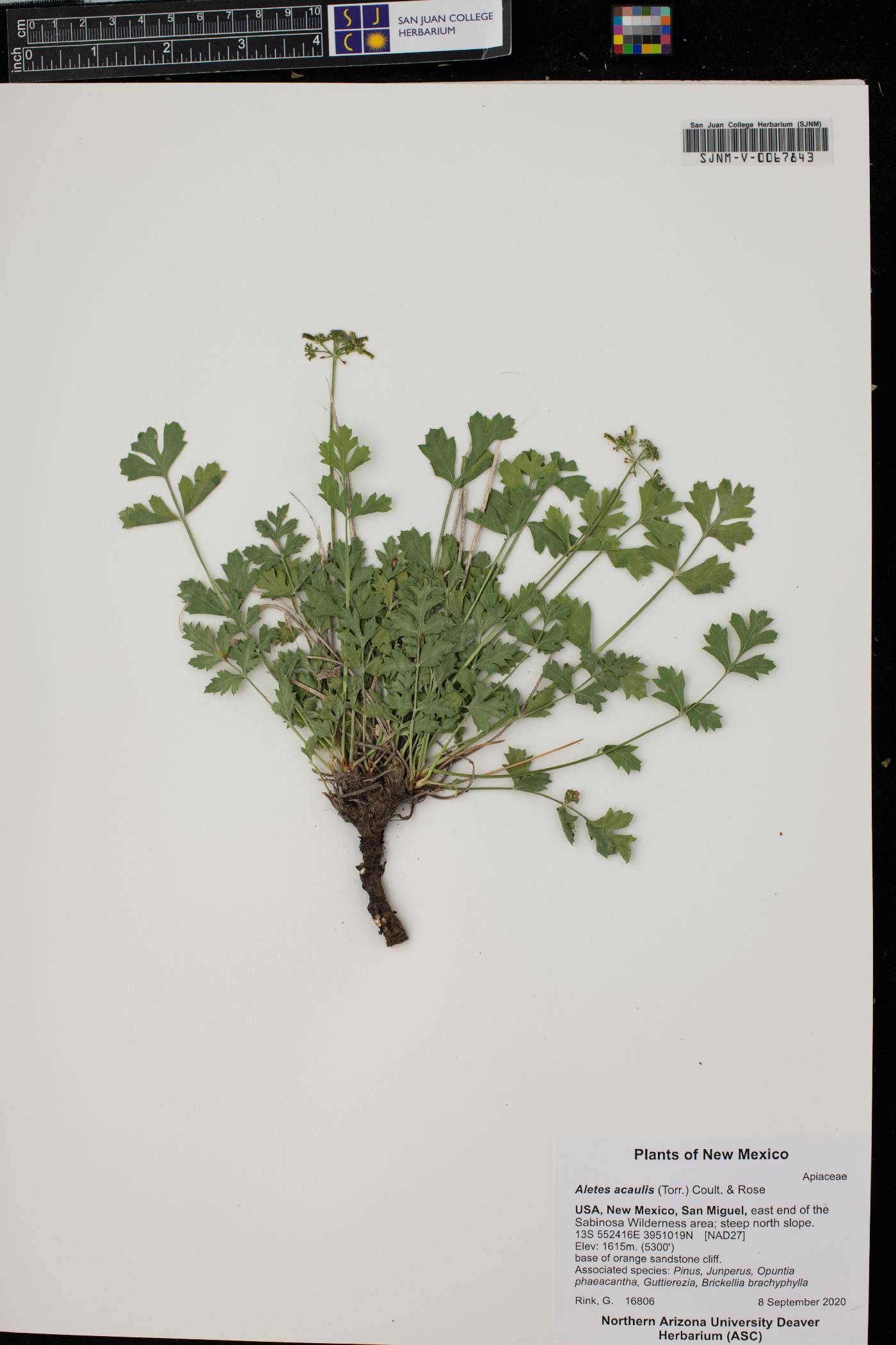 Aletes acaulis image
