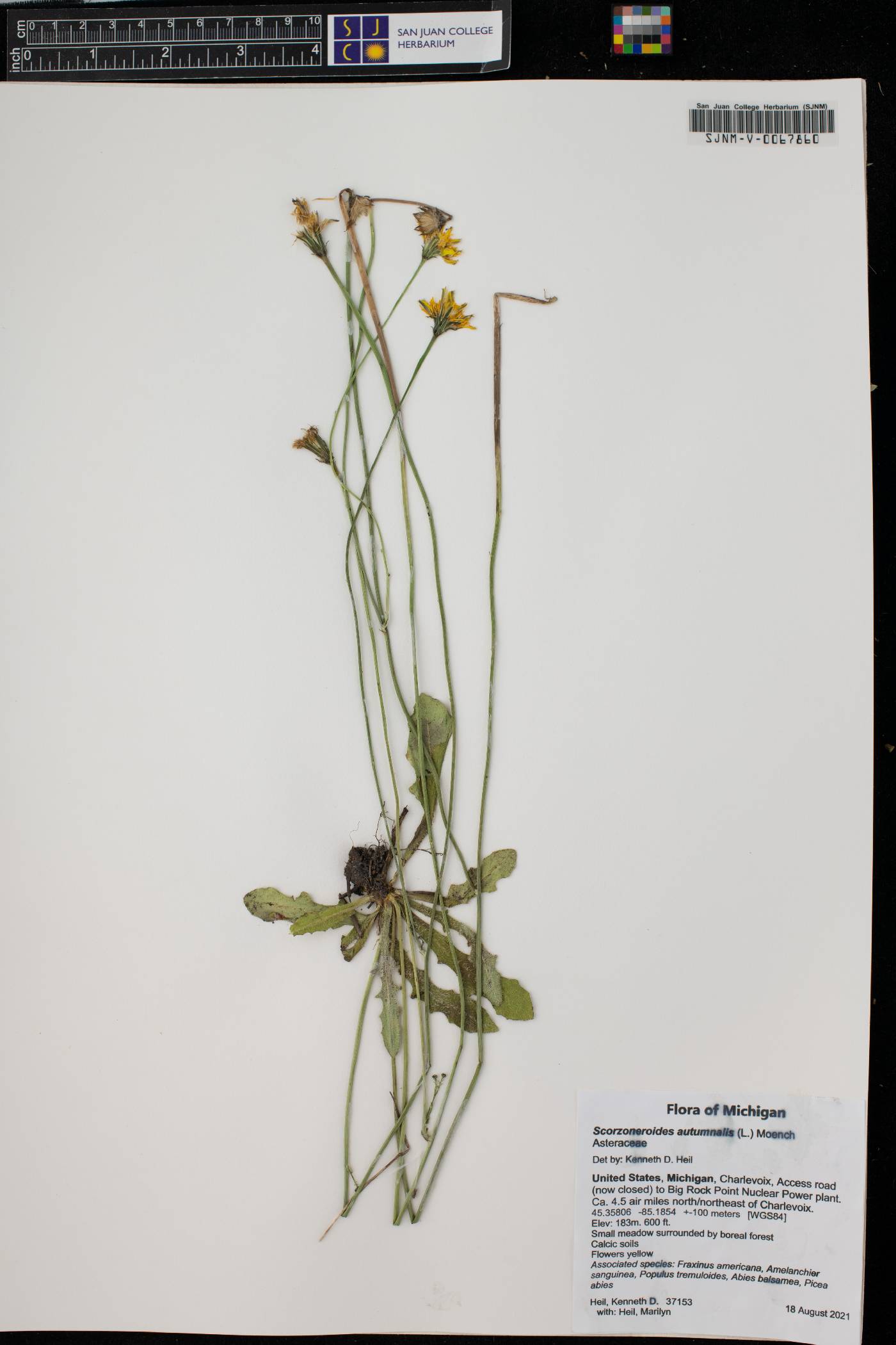 Scorzoneroides autumnalis image