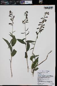 Epipactis helleborine image