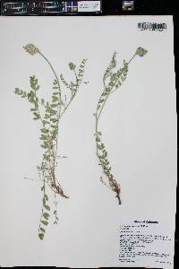 Astragalus agrestis image