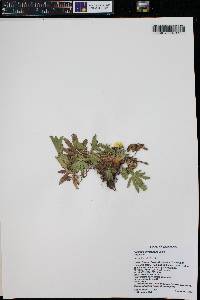 Potentilla diversifolia image