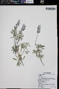 Lupinus argenteus subsp. rubricaulis image