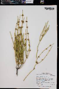 Ephedra viridis image