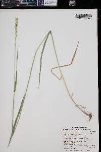 Elymus lanceolatus image