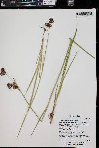 Juncus ensifolius var. montanus image