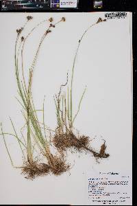 Juncus longistylis image