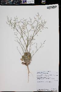 Eriogonum cernuum image