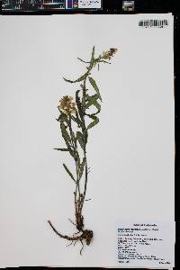 Pedicularis racemosa image