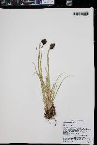 Carex chalciolepis image