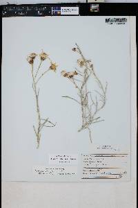 Senecio flaccidus var. flaccidus image