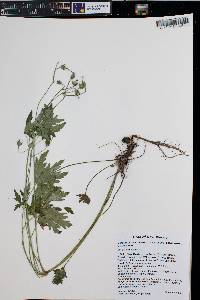 Geranium caespitosum image