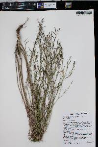 Epilobium brachycarpum image