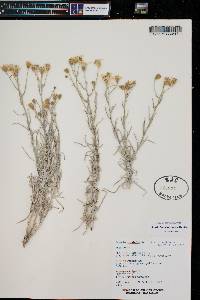 Senecio flaccidus image