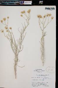 Senecio flaccidus var. flaccidus image