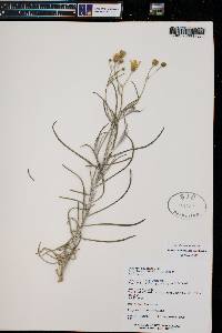 Senecio flaccidus image