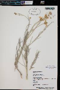 Senecio flaccidus image