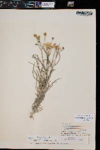 Senecio flaccidus image