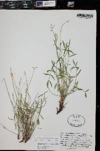 Pseudocymopterus beckii image