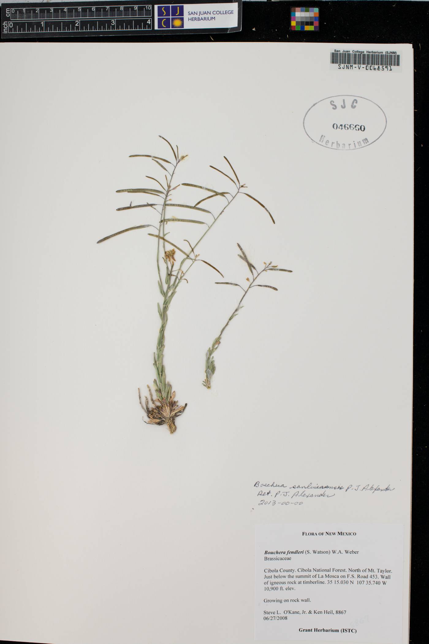 Boechera sanluisensis image