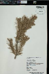 Pseudotsuga menziesii var. glauca image