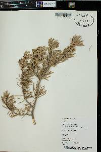 Pinus edulis image