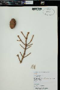 Picea engelmannii image