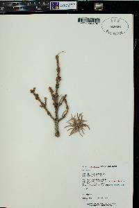 Picea engelmannii image