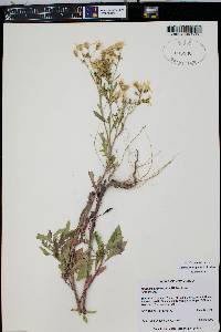 Packera streptanthifolia image