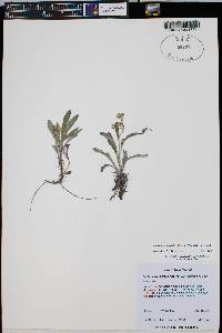 Packera cynthioides image