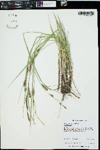 Carex nebrascensis image