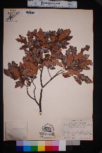 Quercus sinuata image