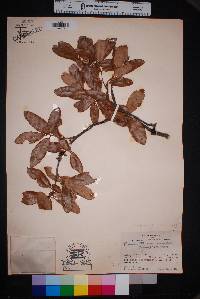 Quercus sinuata image