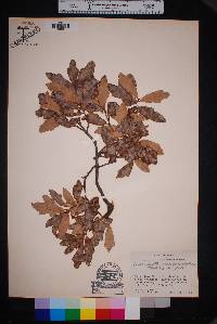 Quercus sinuata image