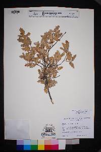 Quercus vaseyana image