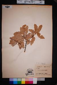 Quercus vaseyana image