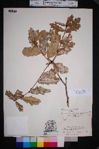 Quercus vaseyana image