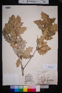 Quercus vaseyana image