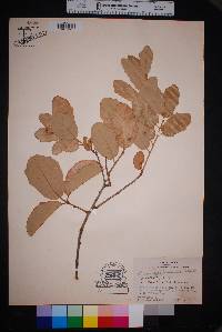 Quercus virginiana image