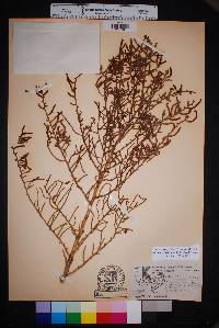 Allenrolfea occidentalis image