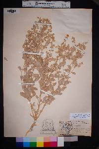 Atriplex acanthocarpa image