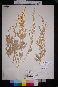 Atriplex acanthocarpa image