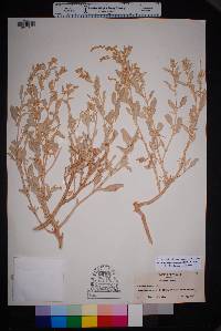 Atriplex acanthocarpa image