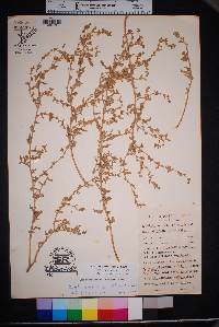 Atriplex acanthocarpa image