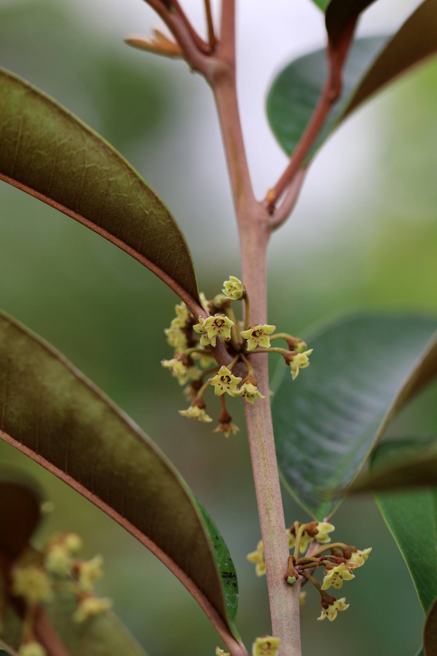 Chrysophyllum cainito image