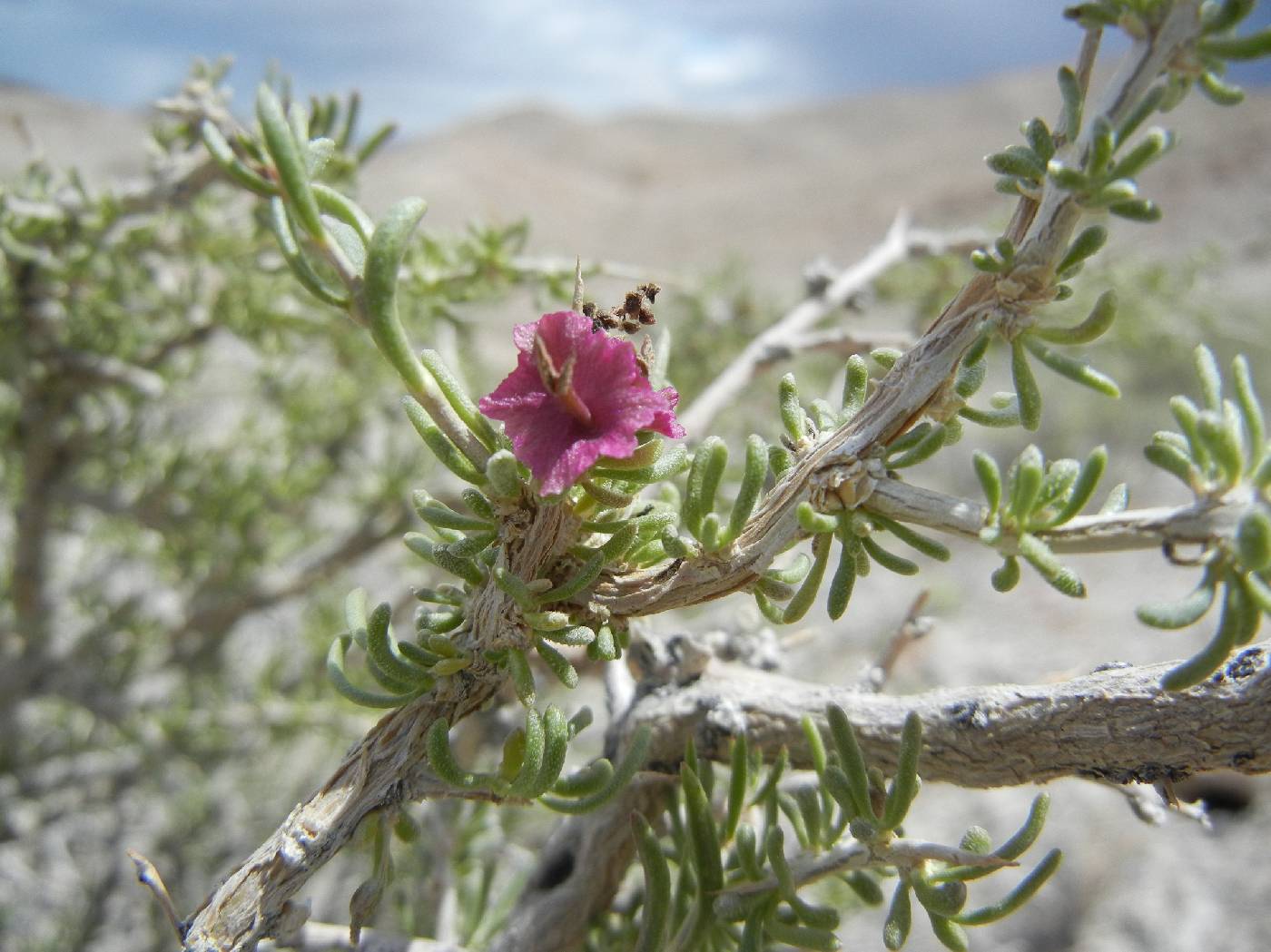 Sarcobatus baileyi image